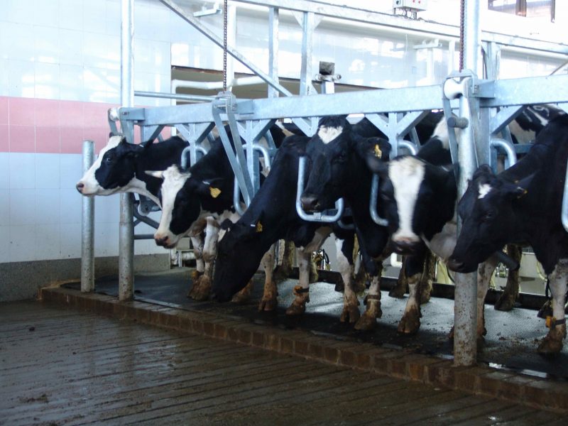 Our Dairy Farm – Nolan Livestock and Agricultural Group