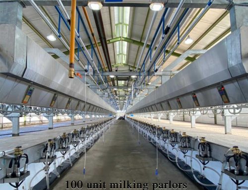Biggest milking parlor in Iran by Nolan Company